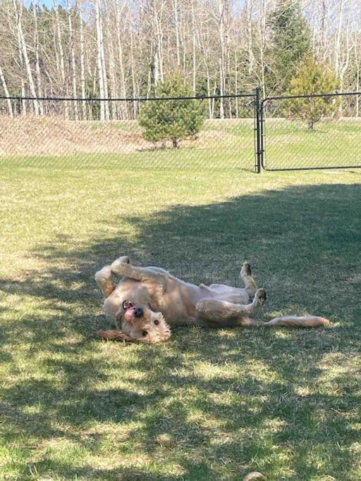 Private With Huge Private Dog Park! Holiday home Barrys Bay