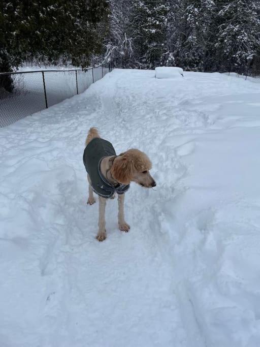 Holiday home Private With Huge Private Dog Park!